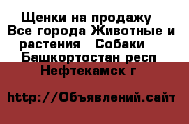 Щенки на продажу - Все города Животные и растения » Собаки   . Башкортостан респ.,Нефтекамск г.